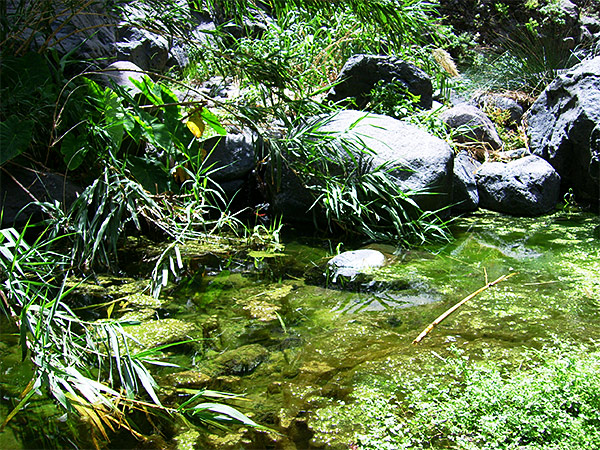 Biotop Mascaschlucht